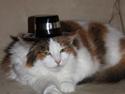 Maine Coon Pjevs *Miss' Mor*