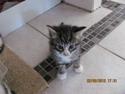 Huskat William
