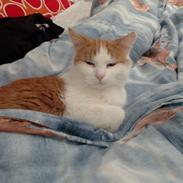 Blanding af racer Mille