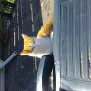 Blanding af racer Mille