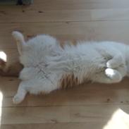 Blanding af racer Mille