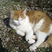 Blanding af racer Mille