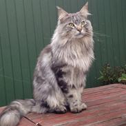 Maine Coon Baba Looey  (Louie)