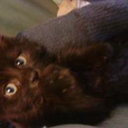 Maine Coon Oskar