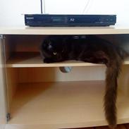 Maine Coon Oskar