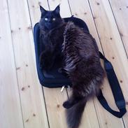Maine Coon Oskar