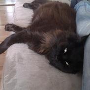Maine Coon Oskar
