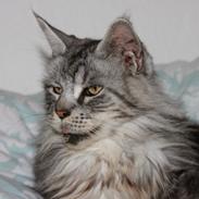 Maine Coon Ambrosius