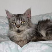 Maine Coon Ambrosius