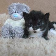 Norsk Skovkat Garcia