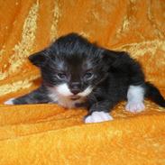 Norsk Skovkat Garcia