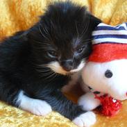 Norsk Skovkat Garcia