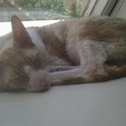 Cornish Rex Nico