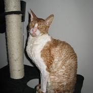 Cornish Rex Nico