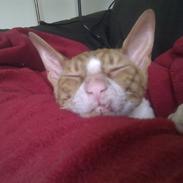 Cornish Rex Nico