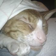 Cornish Rex Nico