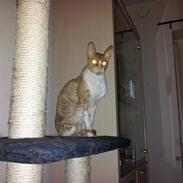 Cornish Rex Nico