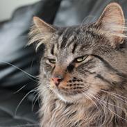 Maine Coon muffe