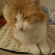 Maine Coon Coco