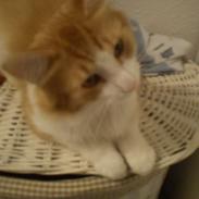 Maine Coon Coco