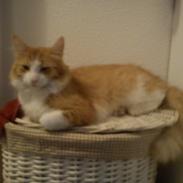 Maine Coon Coco