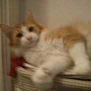 Maine Coon Coco