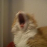Maine Coon Coco