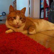 Blanding af racer Kenai