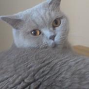 British Shorthair midas