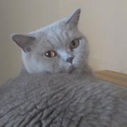 British Shorthair midas