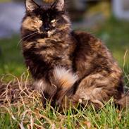 Norsk Skovkat Linse (DK Hilliger's Dolce)