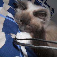 Hellig Birma Missemor