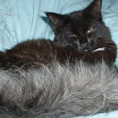Maine Coon Lille Missen