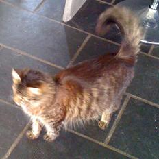 Blanding af racer Tulle