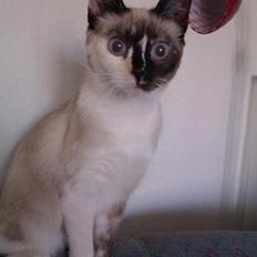 Blanding af racer Nyx