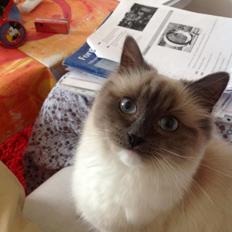 Hellig Birma Missemor