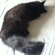 Maine Coon Lille Missen