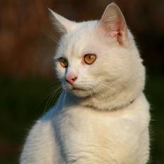 Blanding af racer Alaska