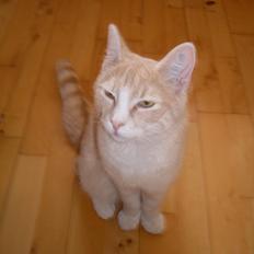 Huskat Hannibal Olsen