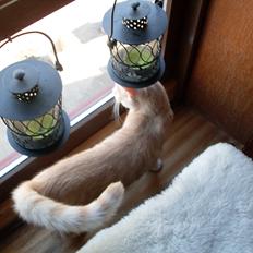 Huskat Hannibal Olsen