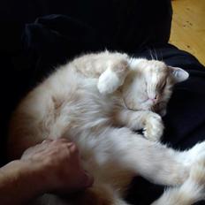 Huskat Hannibal Olsen