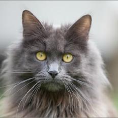 Blanding af racer Mille