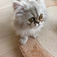 Perser DK Brandt's Duchess