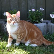 Blanding af racer Luffe