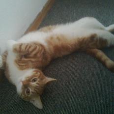 Blanding af racer Luffe