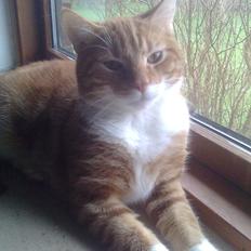 Blanding af racer Luffe