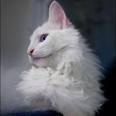 Norsk Skovkat Snowy