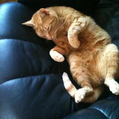 Blanding af racer Felix (Min Øjesten)