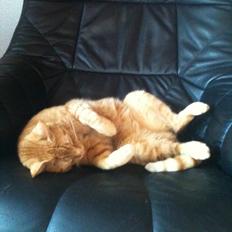 Blanding af racer Felix (Min Øjesten)