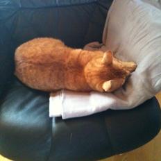 Blanding af racer Felix (Min Øjesten)